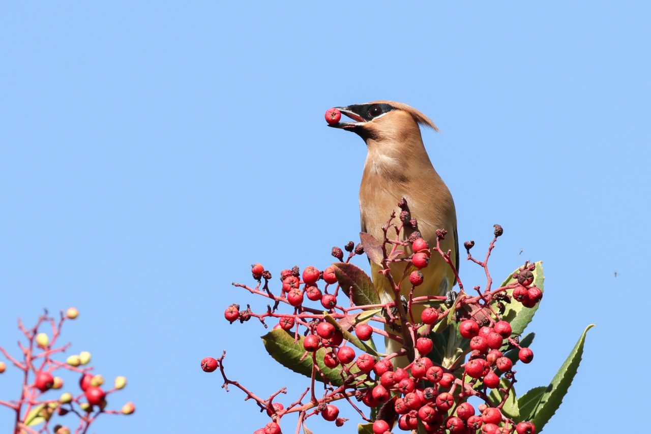 Cedar Waxing eating toyon berries