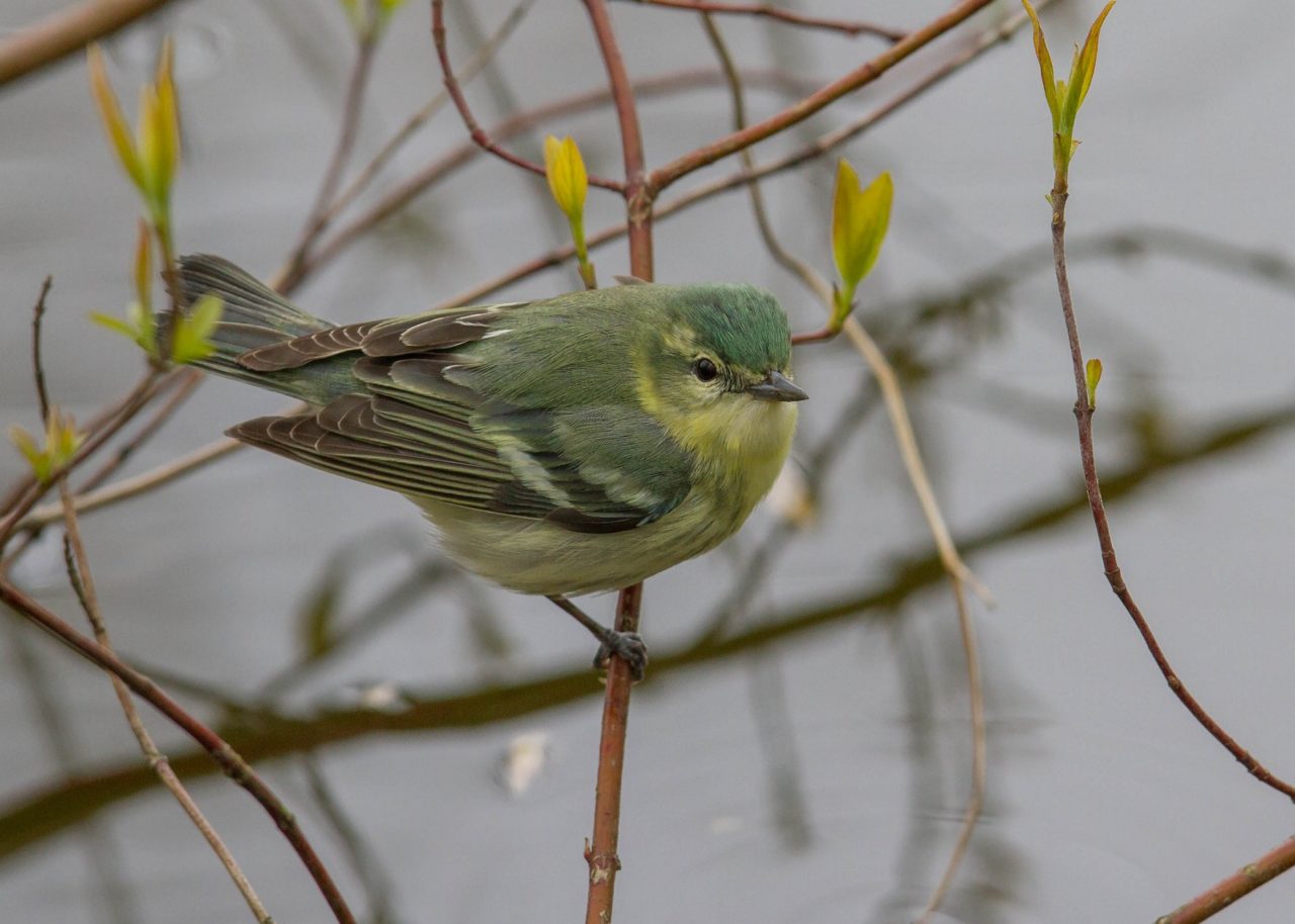 Female cerulean warbler