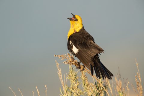 A yellow-headed blackbird sings from the reeds.