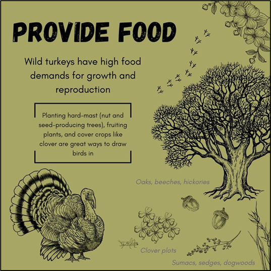 An info graphic about Wild Turkeys