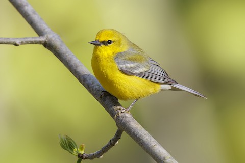 ML571861801
Blue-winged Warbler by Peter Hawrylyshyn