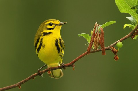 ML40937361
Prairie Warbler by Ryan Schain
