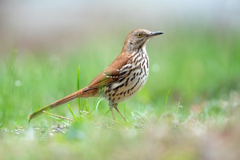 ML224055591
Brown Thrasher by Brad Imhoff