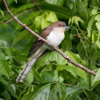 Black-billed Cuckoo by Christopher Sloan 
https://macaulaylibrary.org/asset/57906341