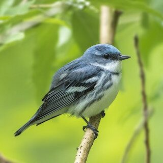 Cerulean Warbler by Bradley Hacker
https://macaulaylibrary.org/asset/164500341