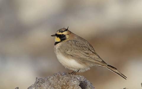 Horned Lark by Christoph Moning
https://macaulaylibrary.org/asset/63739361