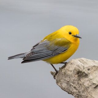 Prothonotary Warbler by Ryan Sanderson 
https://macaulaylibrary.org/asset/226365711