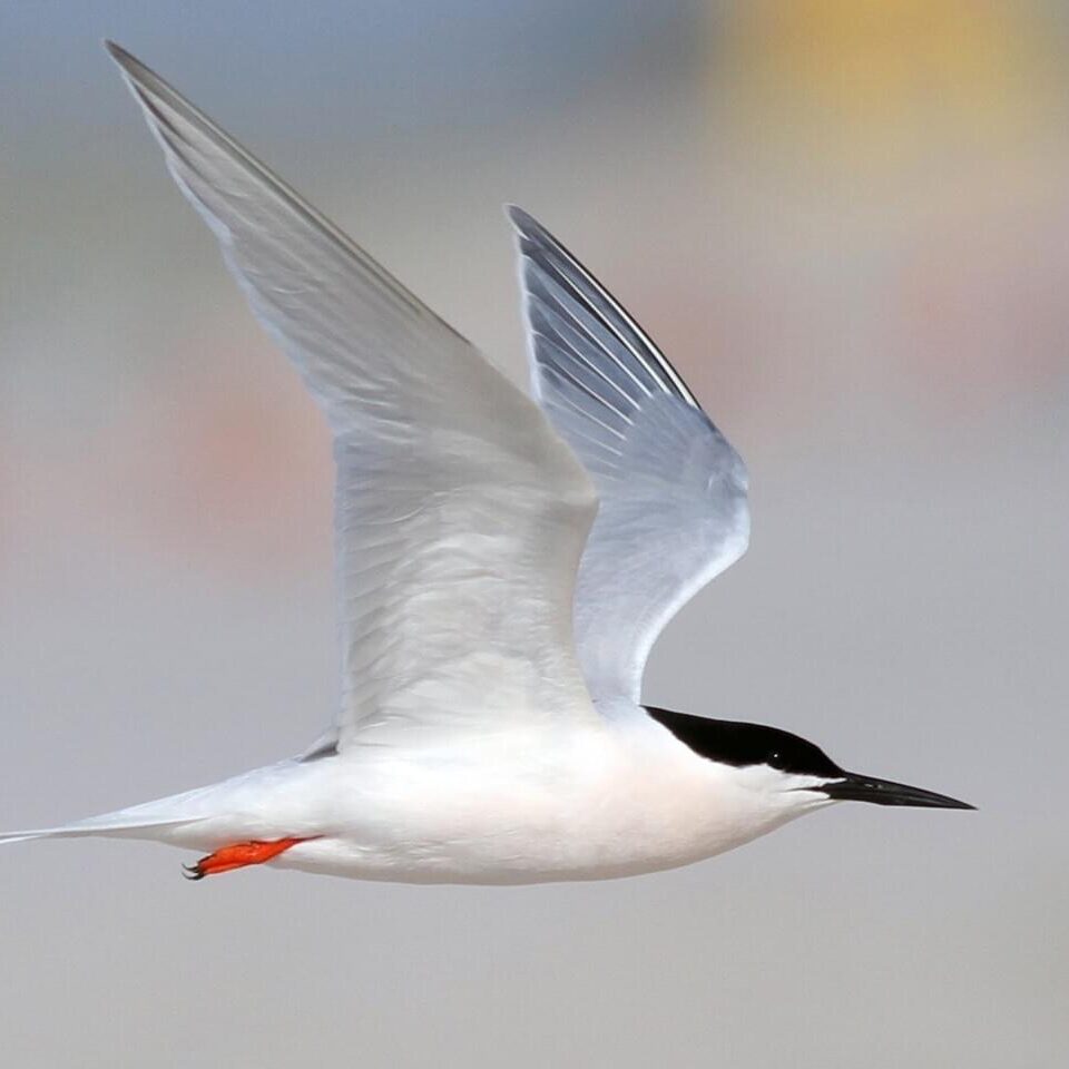 Roseate Tern by Shawn Billerman
https://macaulaylibrary.org/asset/61027501