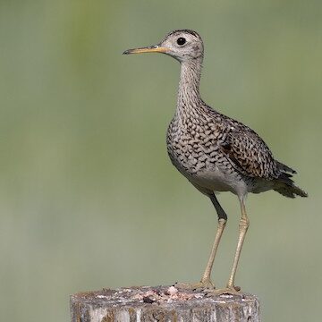 Upland Sandpiper by Andrew Dreelin
https://macaulaylibrary.org/asset/415955771