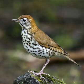 Wood Thrush by Fernando Burgalin Sequeria
https://macaulaylibrary.org/asset/137906091