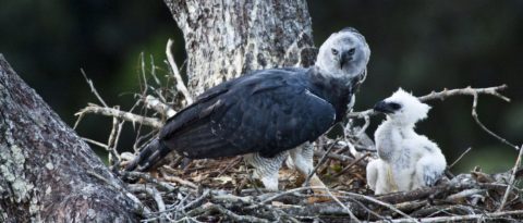 An adult and chick harpy eagle in a nest