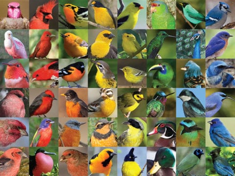 Colorful bird portraits arranged in rainbow order