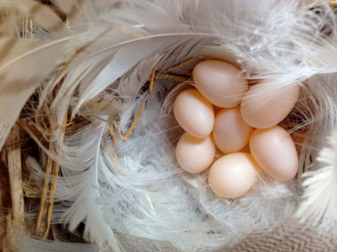 Seven Tree Swallow eggs surrounded by feathers