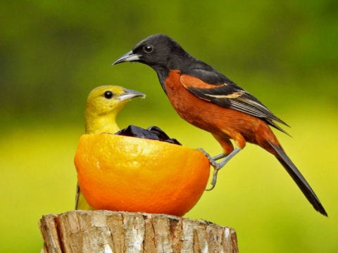 Male and female Orchard Orioles on an orange that is filled with jelly