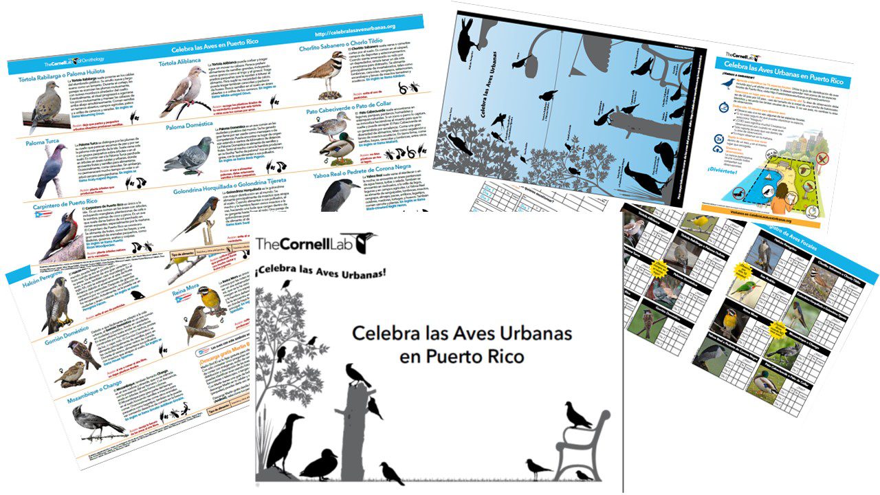 Celebra Kit de Observación de Aves Urbanas - Puerto Rico