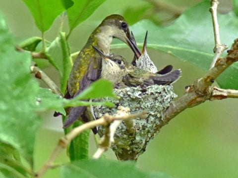 Female Ruby-throated Hummingbird feeding two young in the nest