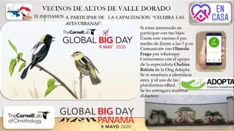 Poster for Global Big Day 2020