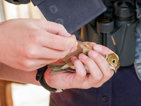 Close up of a person holding a bird and examining its wing.