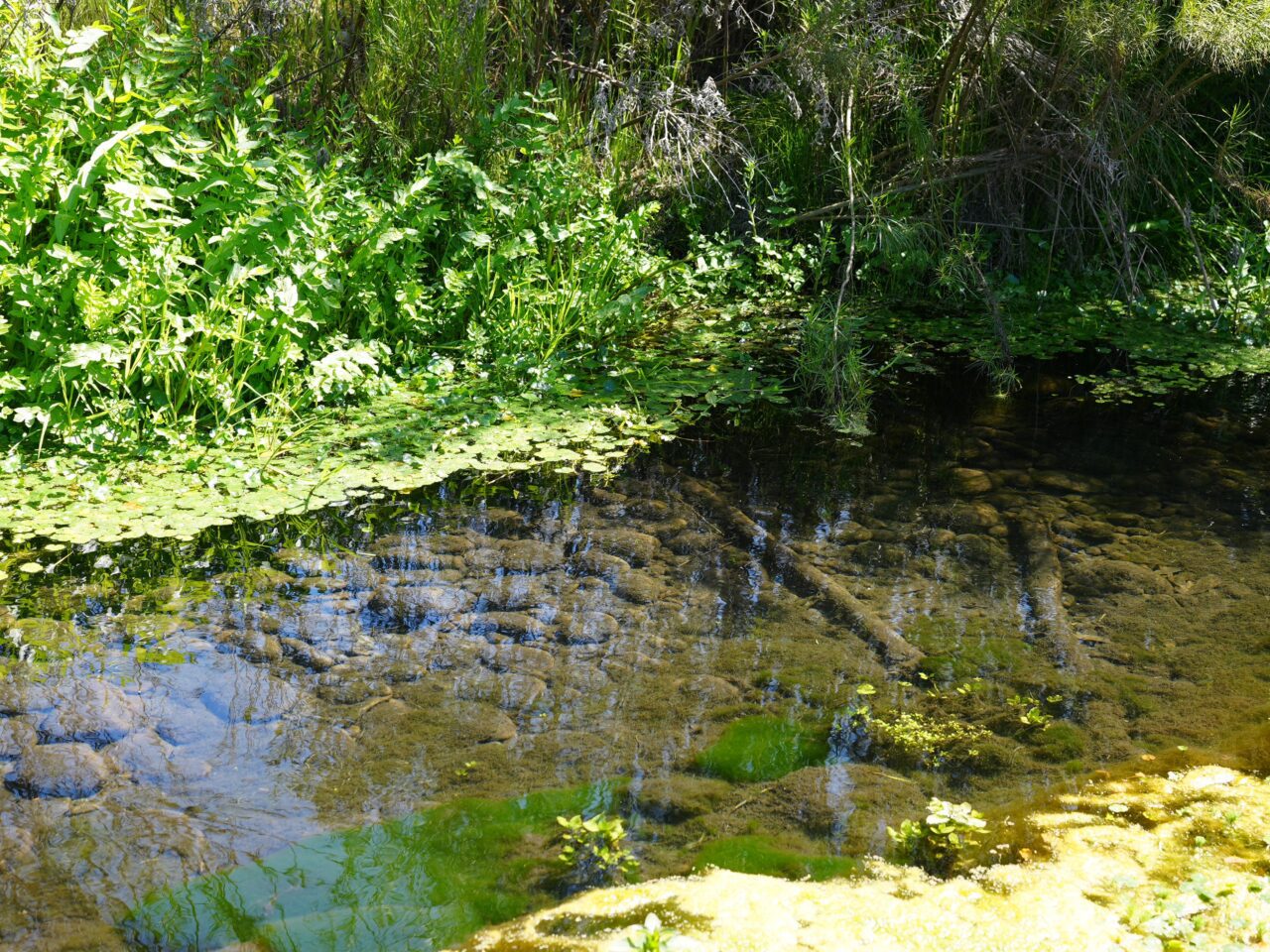 Un pequeño estanque rodeado de plantas