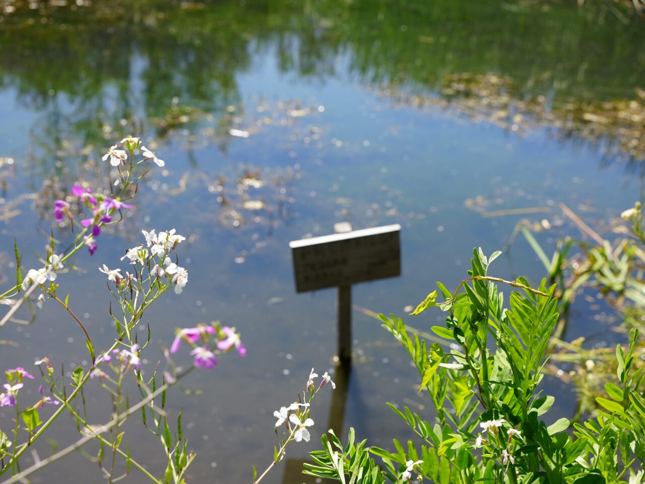 A signpost inside of a pond