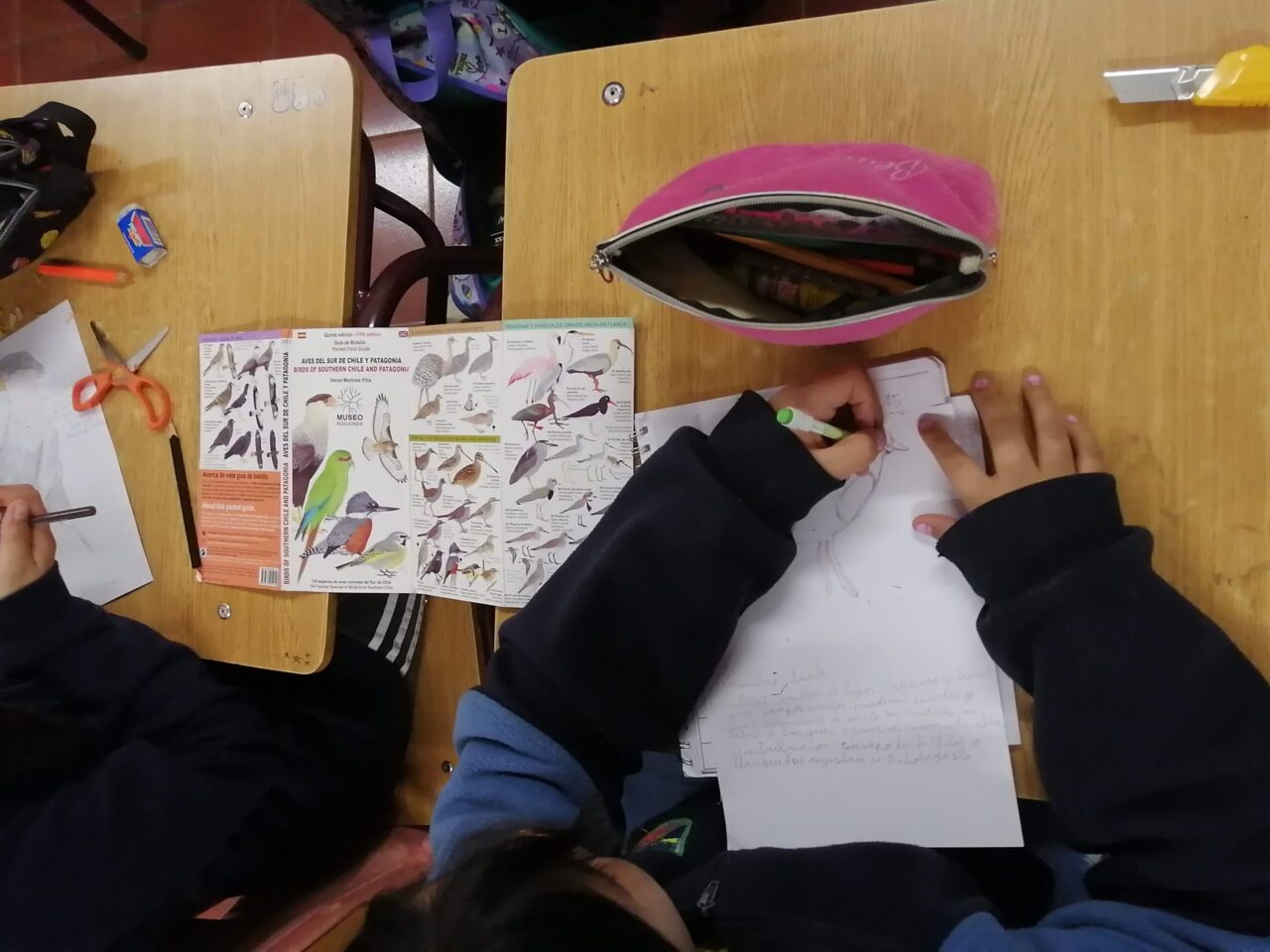 Student drawing a bird