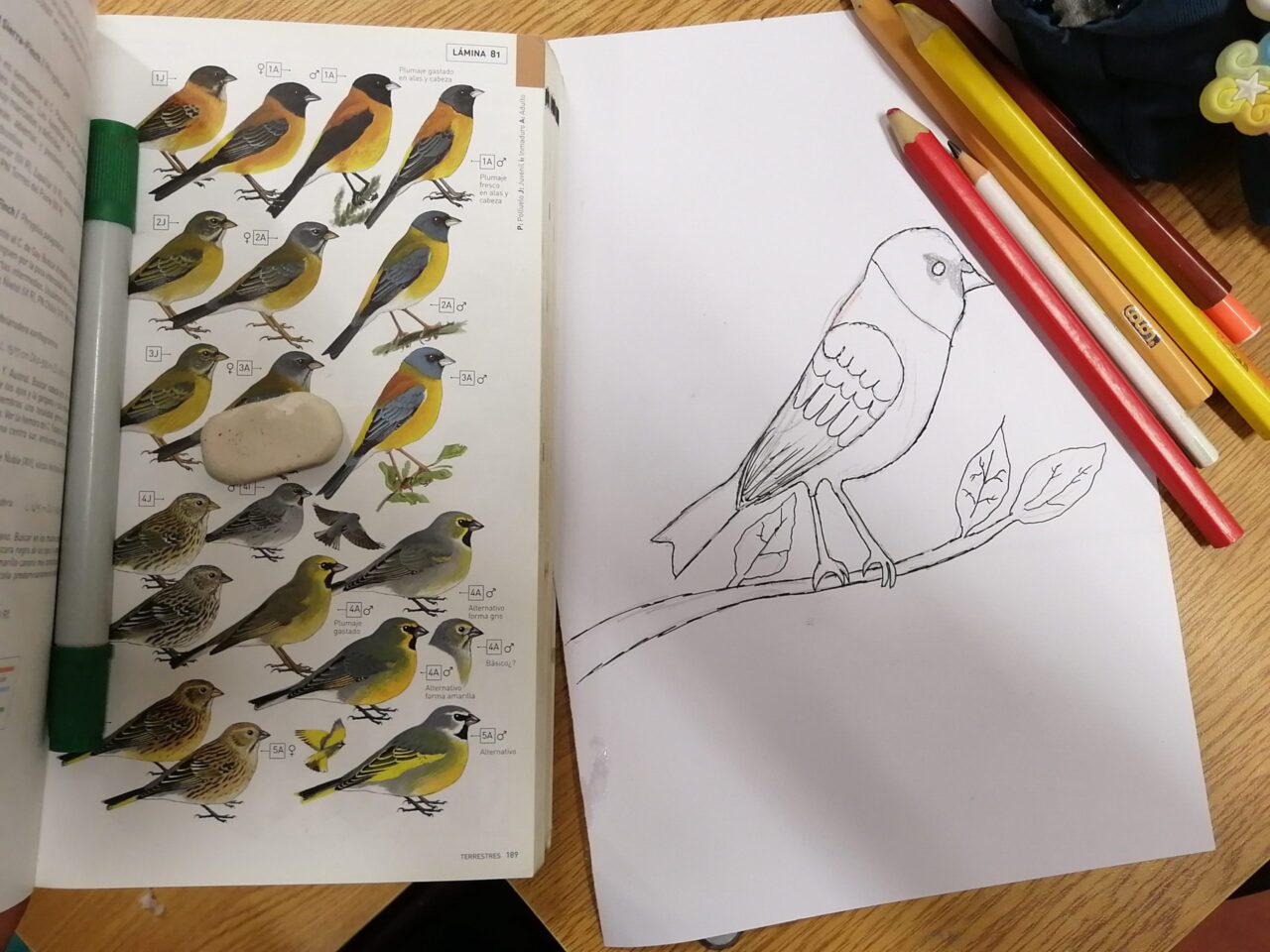 Student drawn bird and bird guide reference