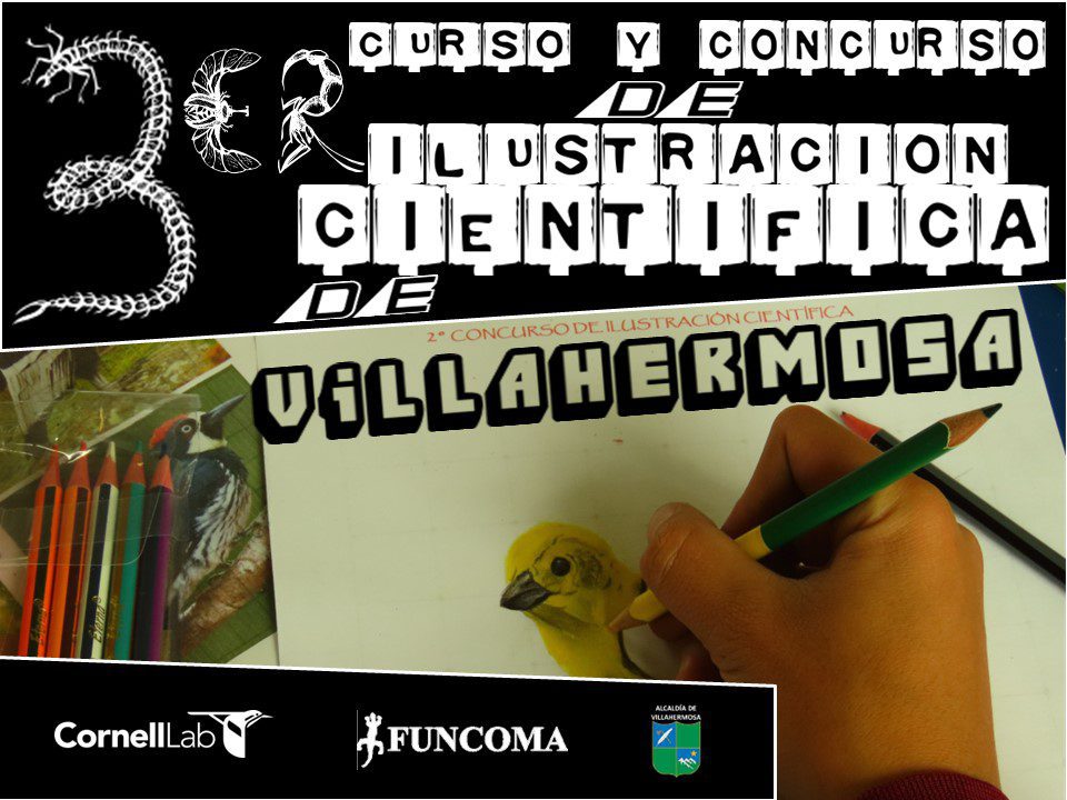 This image gives an overview of the event. It reads the Third Villahermosa Scientific Illustration Course and Contest. The image shows a person drawing a yellow bird.