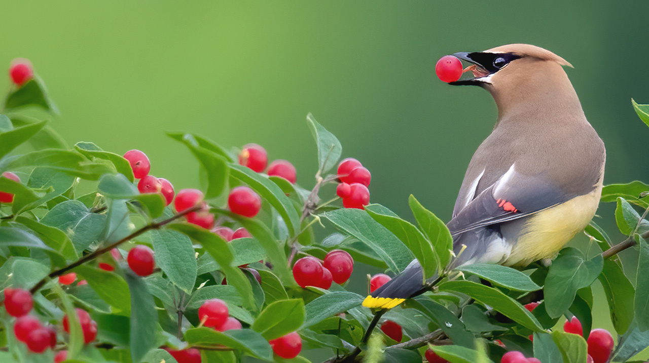 Cedar Waxwing by Brandi Grahl/Macaulay Library.
